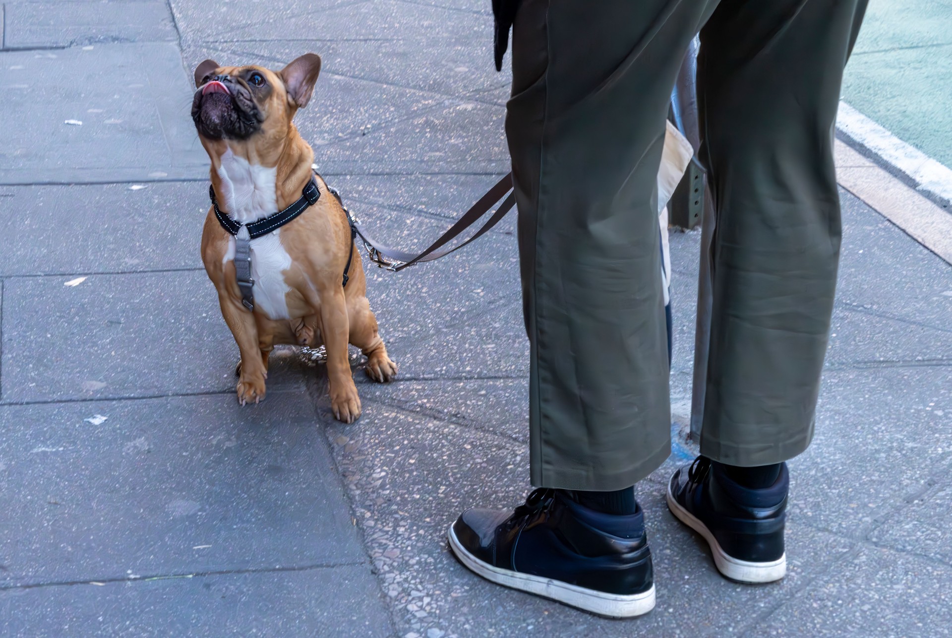 A French bulldog sitting on the sidewalk in Manhattan A French bulldog sitting on the sidewalk in Manhattan