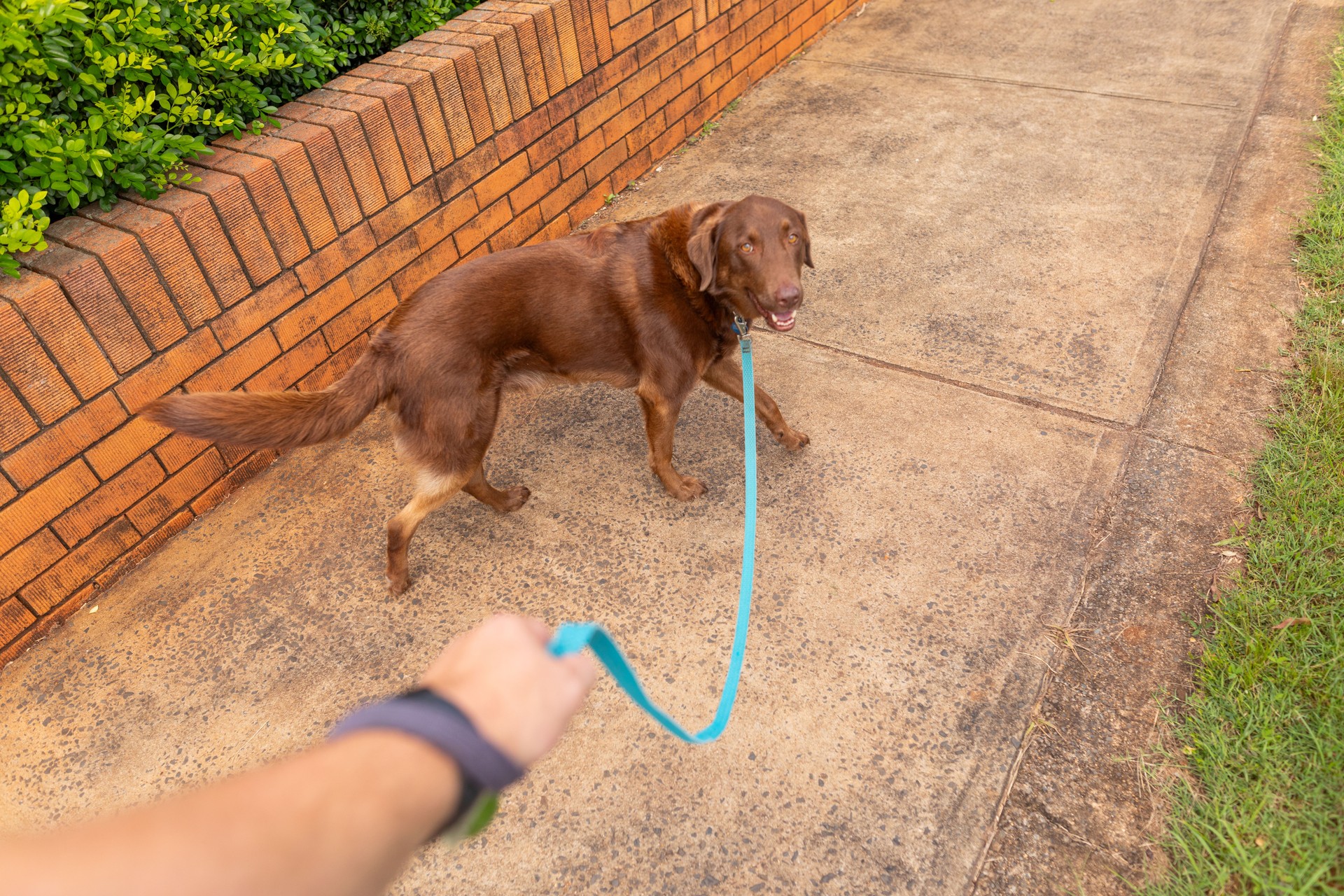 POV of a man walking a dog POV of a man walking a dog